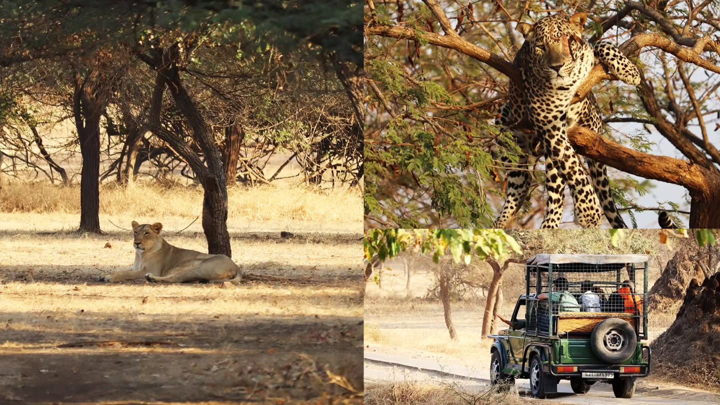 The Comedy Factory,  FunInFern, vacation, girforest, thefern, lion, leopard, thecomedyfactory, safari, jungle