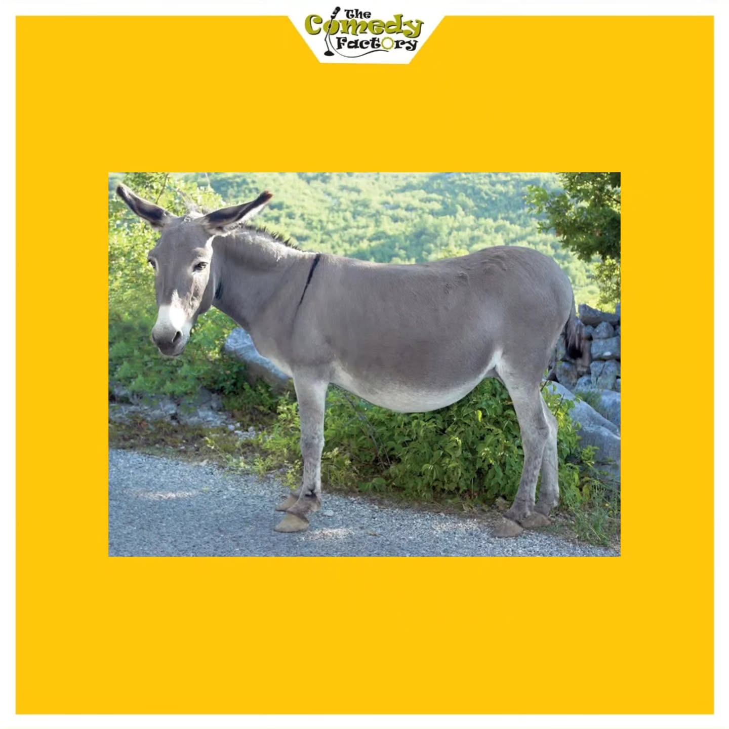 The Comedy Factory,  dunki, redchilliesentertainment, srk, spoiler, relatable, thecomedyfactory